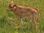 68 Piccolo vitello